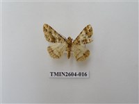 藏品(尺蛾120)的圖片